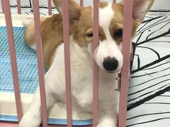 -白夜2D咖啡馆