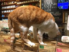 -猫的天空之城概念书店(西塘古镇店)