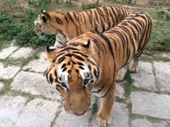 -深圳野生动物园