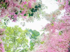 -深圳国际园林花卉博览园