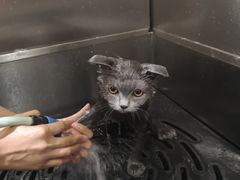 -Pets First伊珊娜洗护·精致美容·家庭式寄养(新会路店)