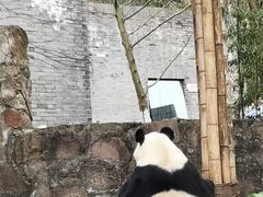 -都江堰中华大熊猫苑