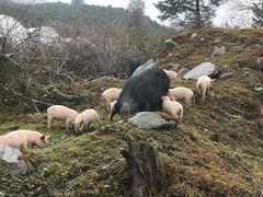 -硗碛藏寨·神木垒景区