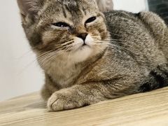 -楼上猫咖(罗湖店)
