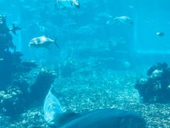 -海棠湾洲际-涛·海底餐厅·美人鱼·自助餐·海底隧道