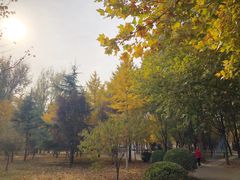 -金星公园