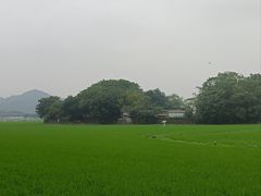 -崖口煲仔饭