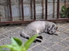 -猫岛主趣味餐厅(鼓浪屿店)