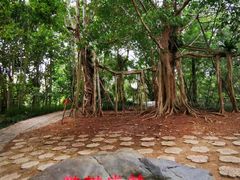 -中国科学院西双版纳热带植物园