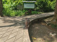 -广西龙虎山风景区