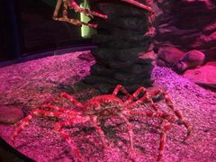 -悉尼海洋生物水族馆
