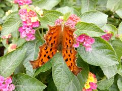 -龙大花卉苗木市场