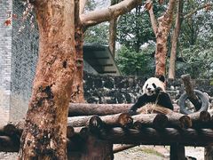 -都江堰中华大熊猫苑