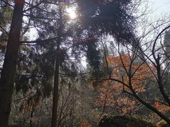 -大围山国家森林公园