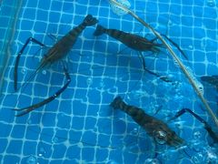 -品鲜村农家菜·阳澄湖大闸蟹(总店)