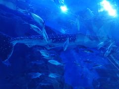 -成都浩海立方海洋公园