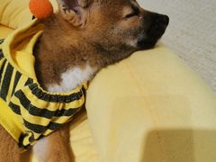 -逗柴咖啡屋·狗咖猫咖宠物桌游