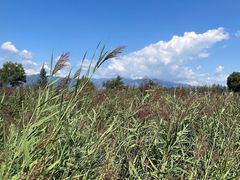 -野鸭湖国家湿地公园