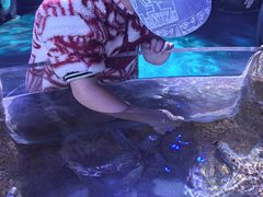 -悉尼海洋生物水族馆