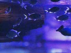 -迪拜水族馆及水下动物园