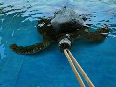 -北戴河圣蓝海洋公园