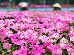 -海心沙亚运公园