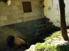 -中国大熊猫保护研究中心雅安碧峰峡基地