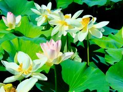 -莲花池公园