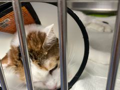 -爱诺耐芙动物医院(万博店)