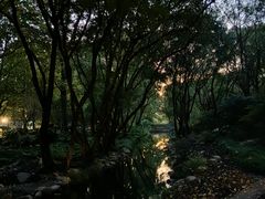 -上海共青森林公园