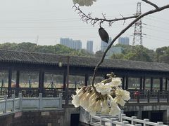 -八大山人梅湖景区
