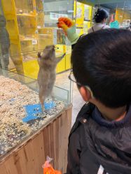 点击看大图 -神奇动物撸宠馆·羊驼·小浣熊·异宠(豫园店)
