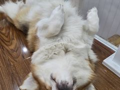 -汪说·狗咖·拼豆·宠物周边DIY(旺城大厦店)