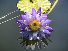 -国家植物园南园