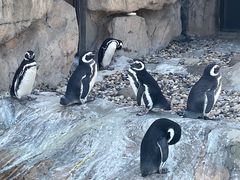 -上海野生动物园