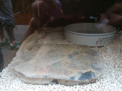 android_upload_pic-上海大自然野生昆虫馆
