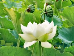 -莲花池公园