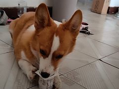 -宠福鑫康馨动物医院·骨科·眼科