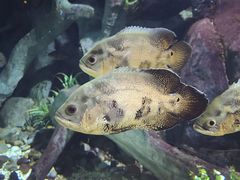 -福州罗源湾海洋世界旅游区