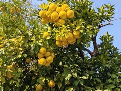 -芜湖方特旅游度假区