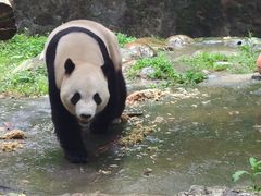 -都江堰中华大熊猫苑