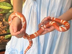 -帕帕拉兹宠物(亚洲旗舰店)