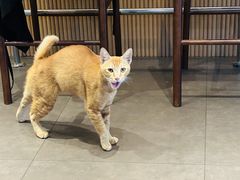 -大米·京都小酒馆·炭烧海鲜·烧鸟(龙口东路店)