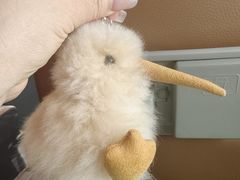 -怀托摩萤火虫洞