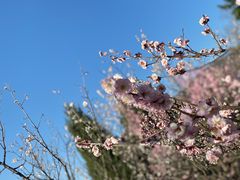 -梅花山(明孝陵内)