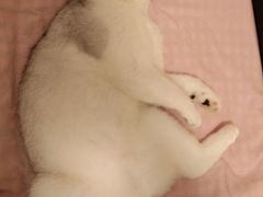 -宠颐生动物医院·心脏科·保险定点(锦阳分院)