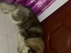 -宠福鑫康馨动物医院·骨科·眼科