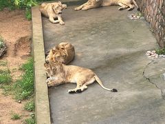 -西霞口神雕山野生动物世界
