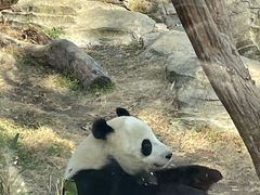 -武汉动物园