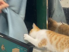 -瑞派·关忠动物医院·猫专科·犬专科(三环新城店)
